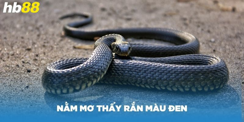 nam-mo-thay-ran-mau-den